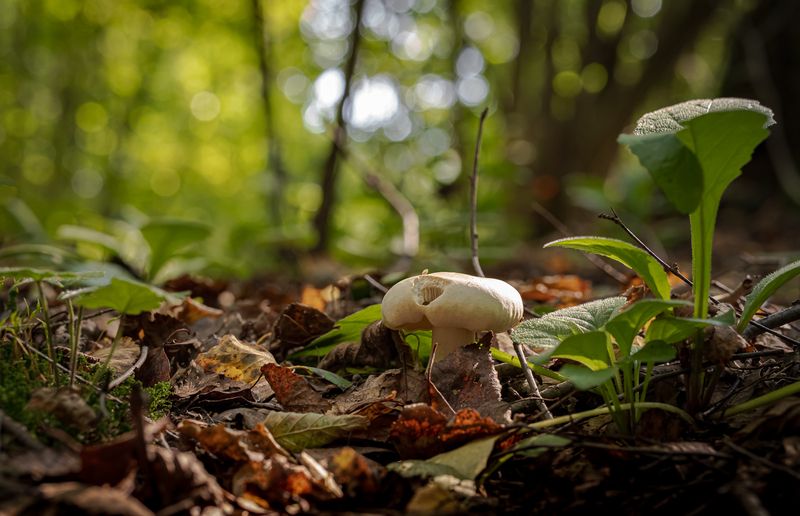 природа Осенний этюд фото превью