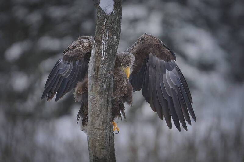 орлан-белохвост, красный бор Слежка фото превью