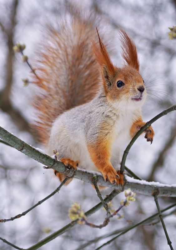 Белка *** фото превью