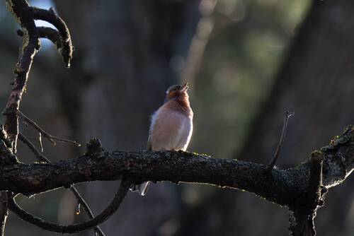 A Song on the Edge of Light