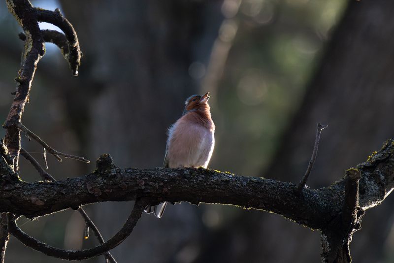 зяблик, весна, утро, рассвет, солнечный свет, контровойсвет, ветка, branch, chaffinch, bird, songbird, sunlight, forest, лес A Song on the Edge of Light фото превью