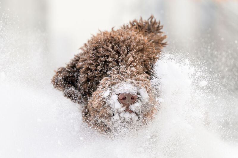 Oscar фото превью