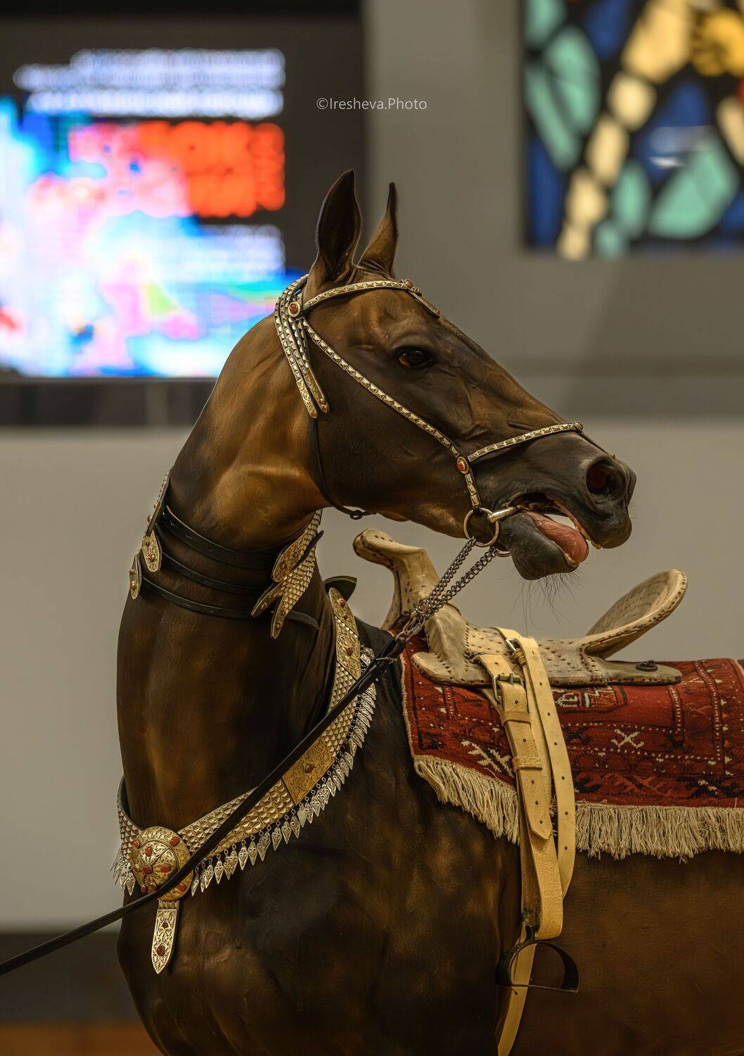 Ахалтекинская порода, Лошадь, Ирешева Мария