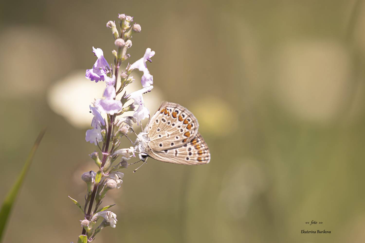 , Бурикова Екатерина