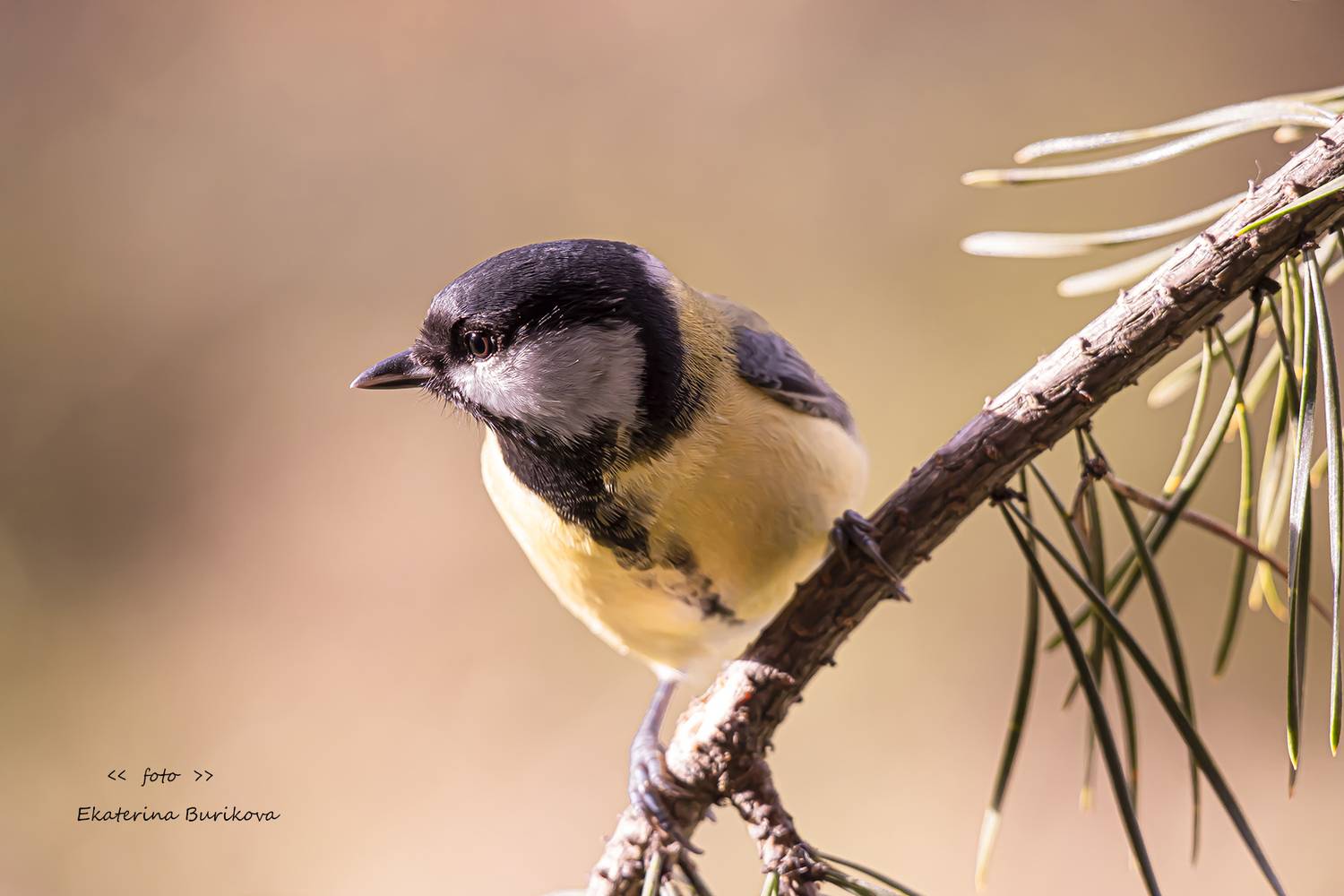 , Бурикова Екатерина