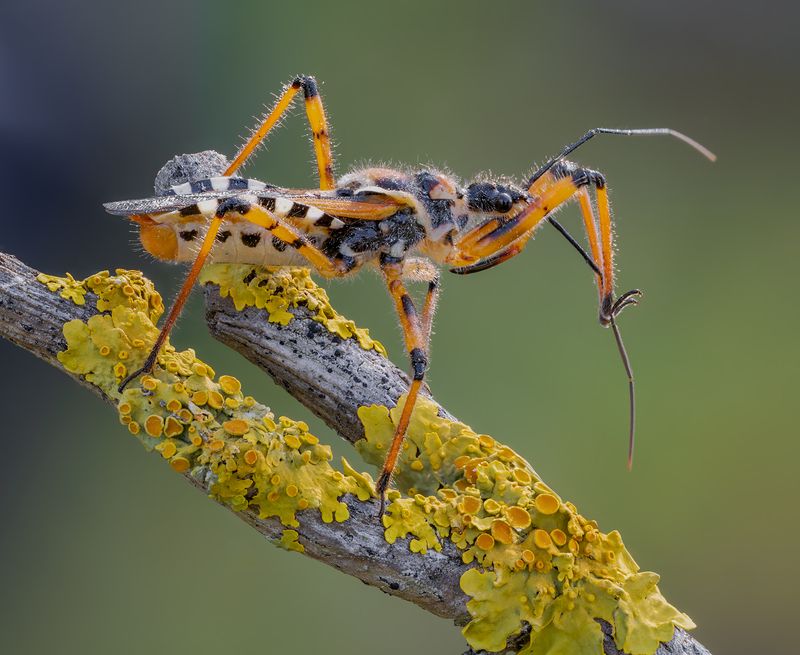 Клоп Клоп (Rhynocoris punctiventris) фото превью