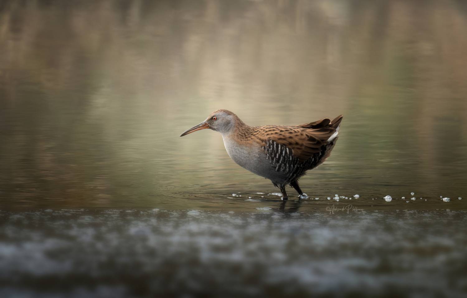 water rail, водяной пастушок, Плеханов Александр