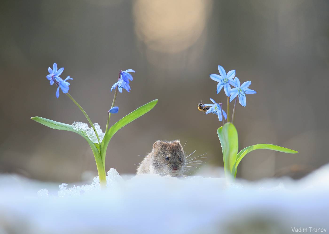 мышь, первоцвет, пролеска, весна, Вадим Трунов