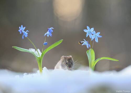 Запахи весны