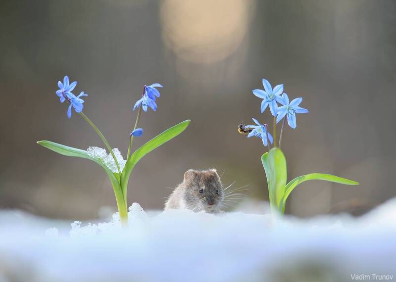 мышь, первоцвет, пролеска, весна Запахи весны фото превью