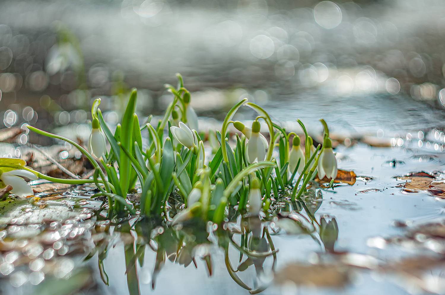, Анатолий Зверев