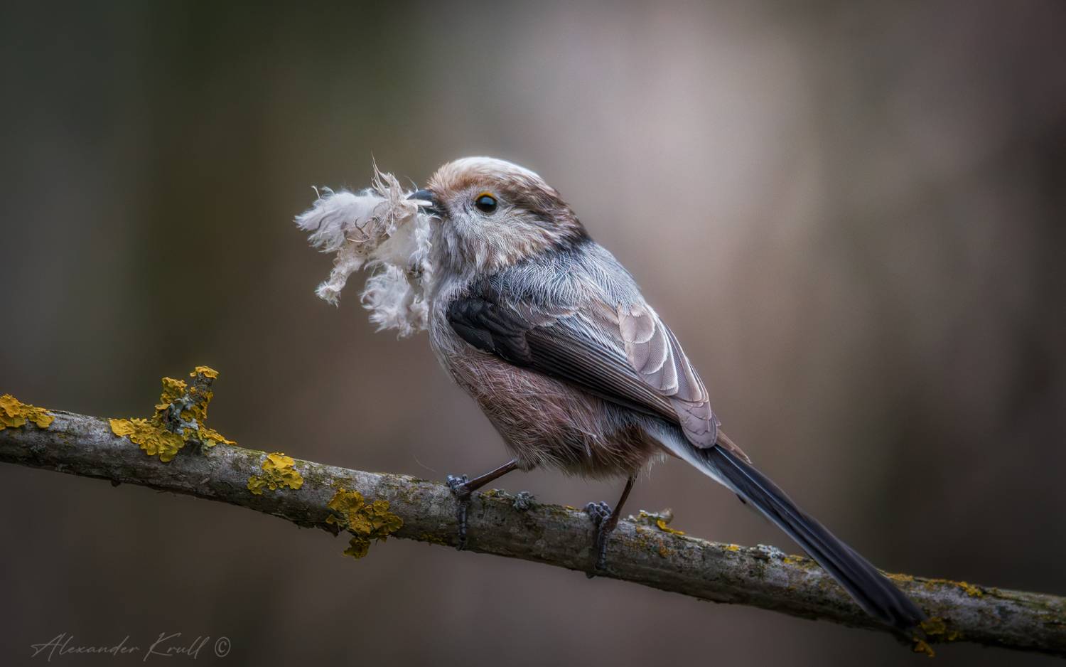 синица, длиннохвостая синица, ополовник, aegithalos caudatus caudatus, Круль Александр