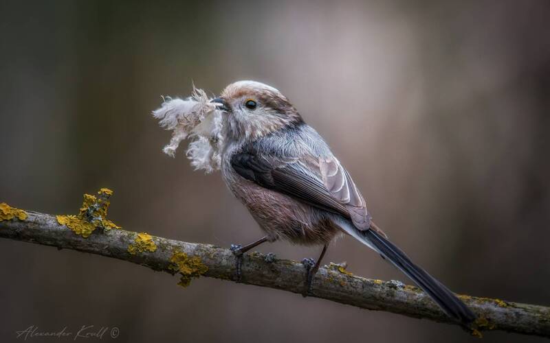 синица, длиннохвостая синица, ополовник, aegithalos caudatus caudatus Для уюта и тепла фото превью