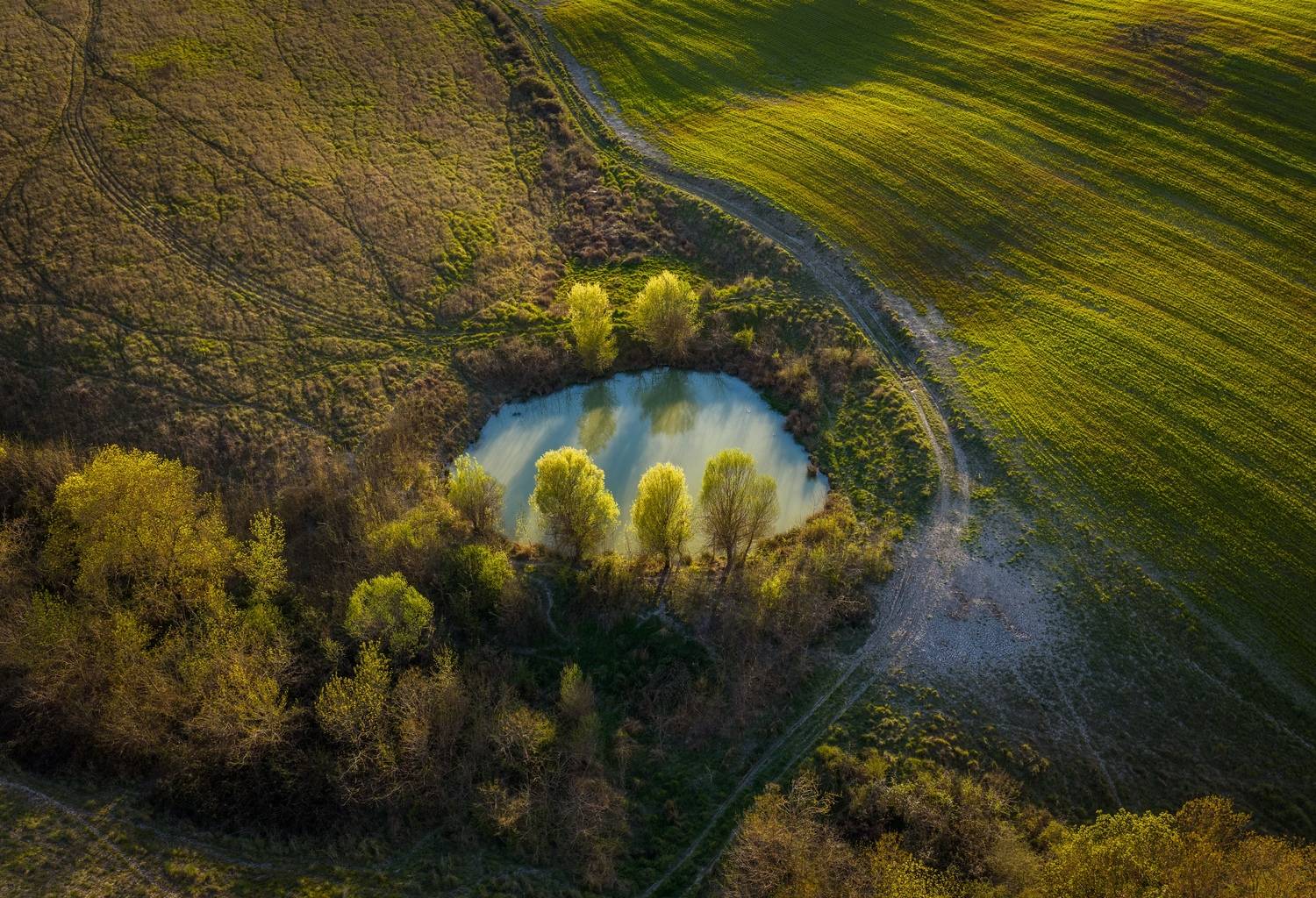 , Алекс Римский