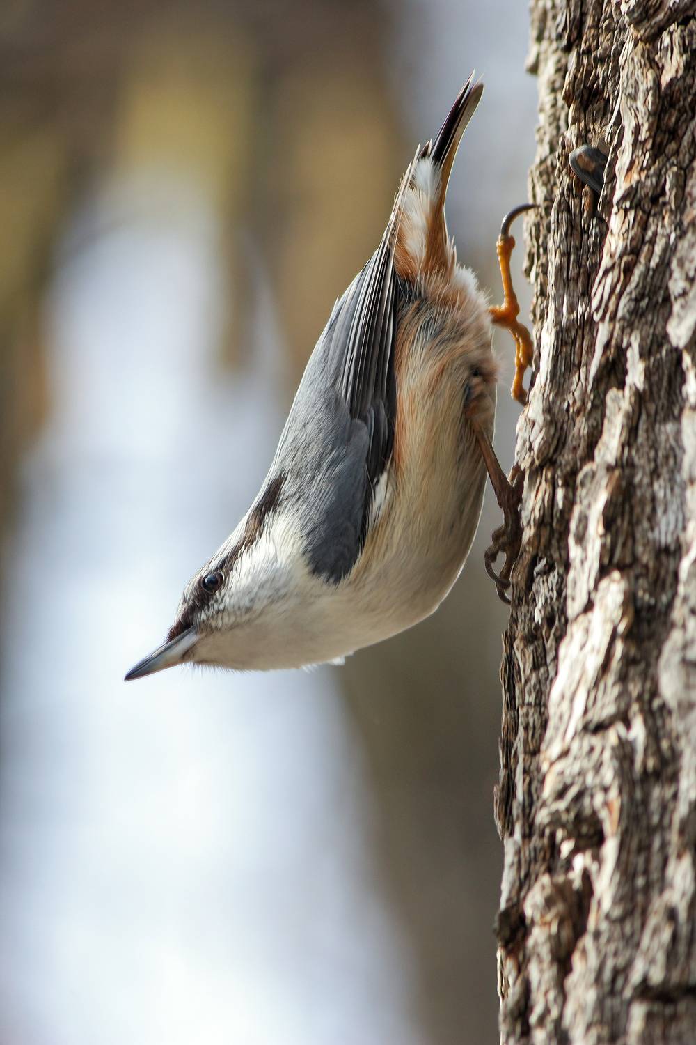обыкновенный поползень, ямщик, sitta europaea, КарОл