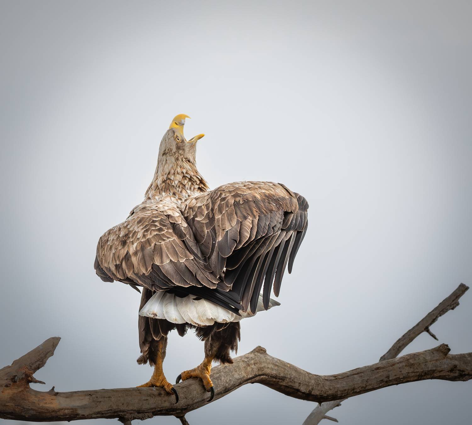 , Веревченко Михаил