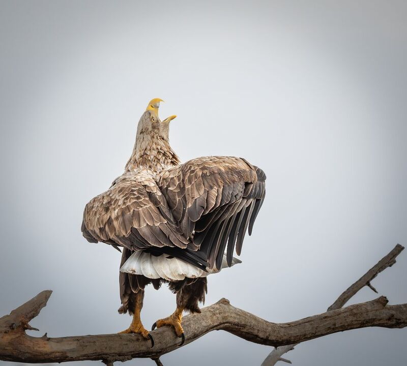 Разорался...  фото превью