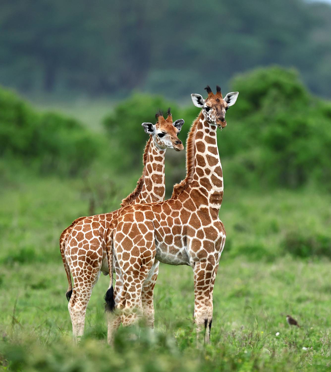 , Гудков Андрей