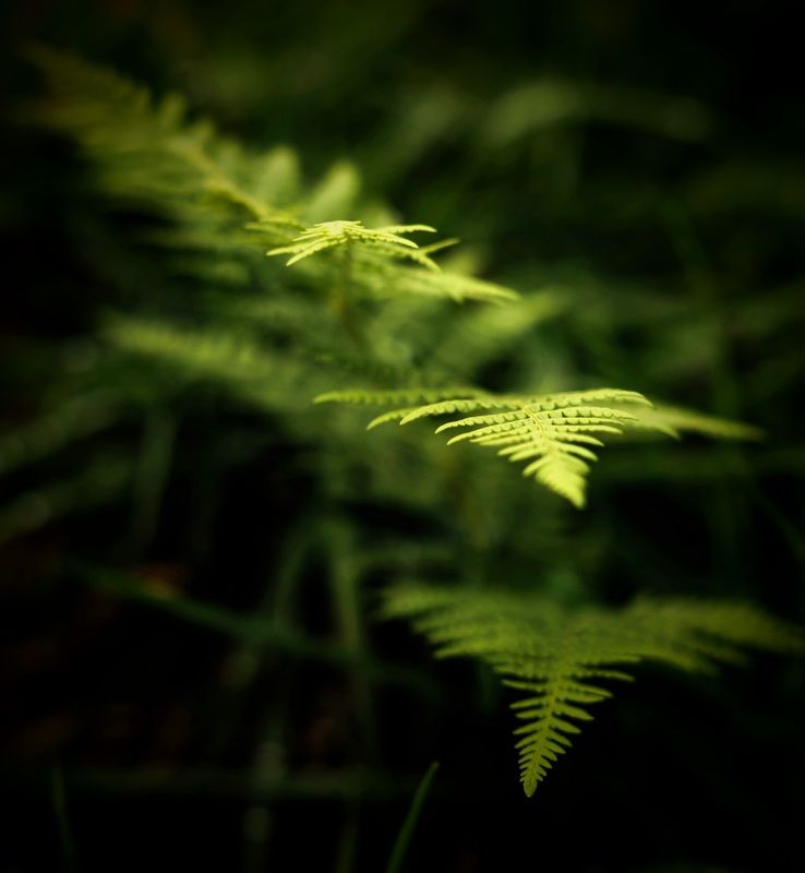 zaļš, mežs, lapas, raksts Papardes фото превью