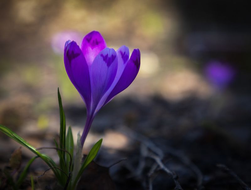 Крокус фото превью