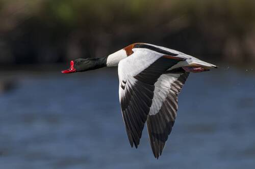 The flight