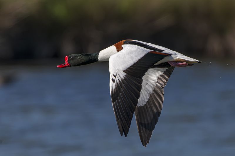 wildlife, birds The flight фото превью