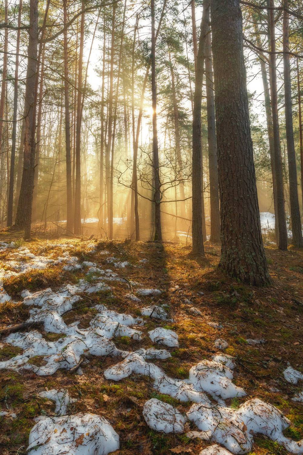 туман, пейзаж, весна, природа, дикая природа, утро, nature, wildlife, landscape, canon, Пронин Денис