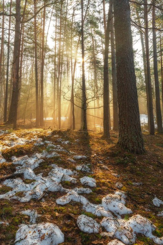 туман, пейзаж, весна, природа, дикая природа, утро, nature, wildlife, landscape, canon Туманное утро фото превью