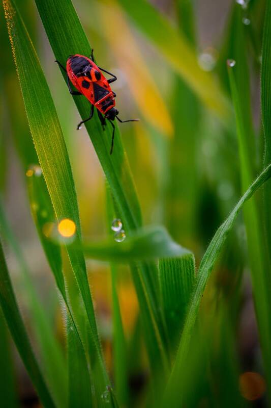 По капельке фото превью