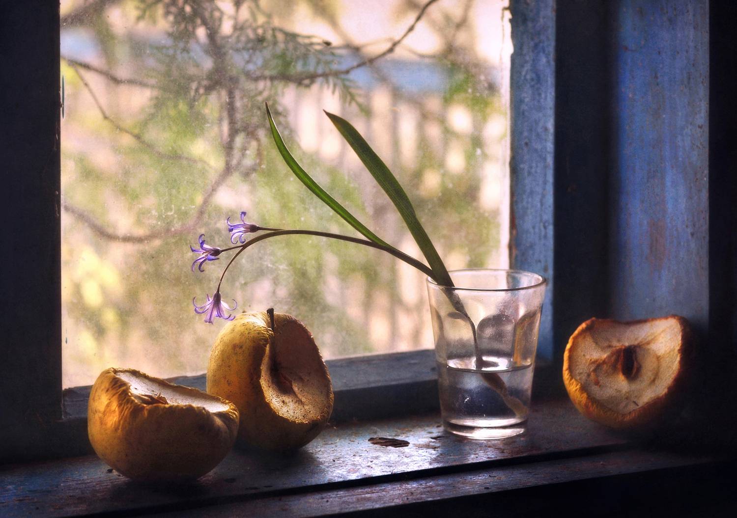 натюрморт, весна, плоды, пролеска, окно, still life, window, spring, sunny mood, apple, первоцвет, яблоки, Буглак Инна