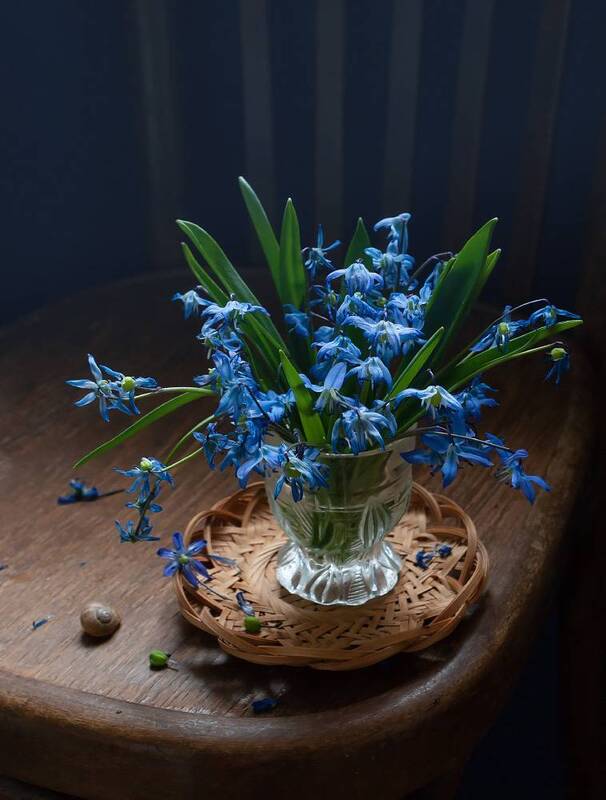 весна, цветы, пролески, апрель Пролески фото превью