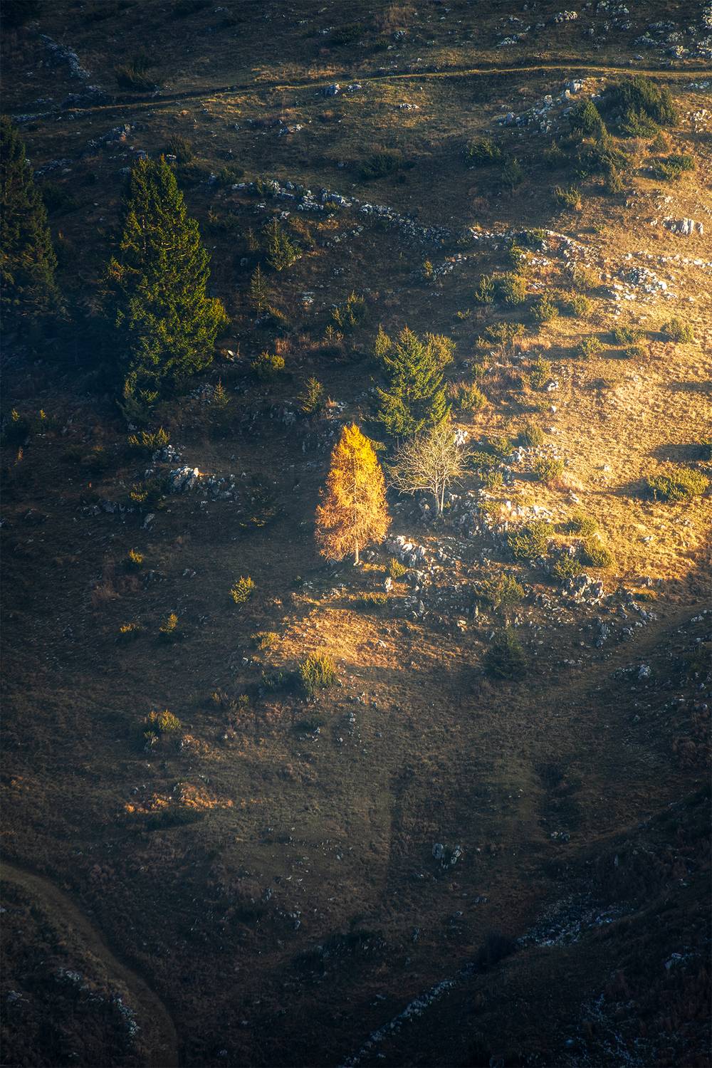 , Mazz&ugrave; Andrea