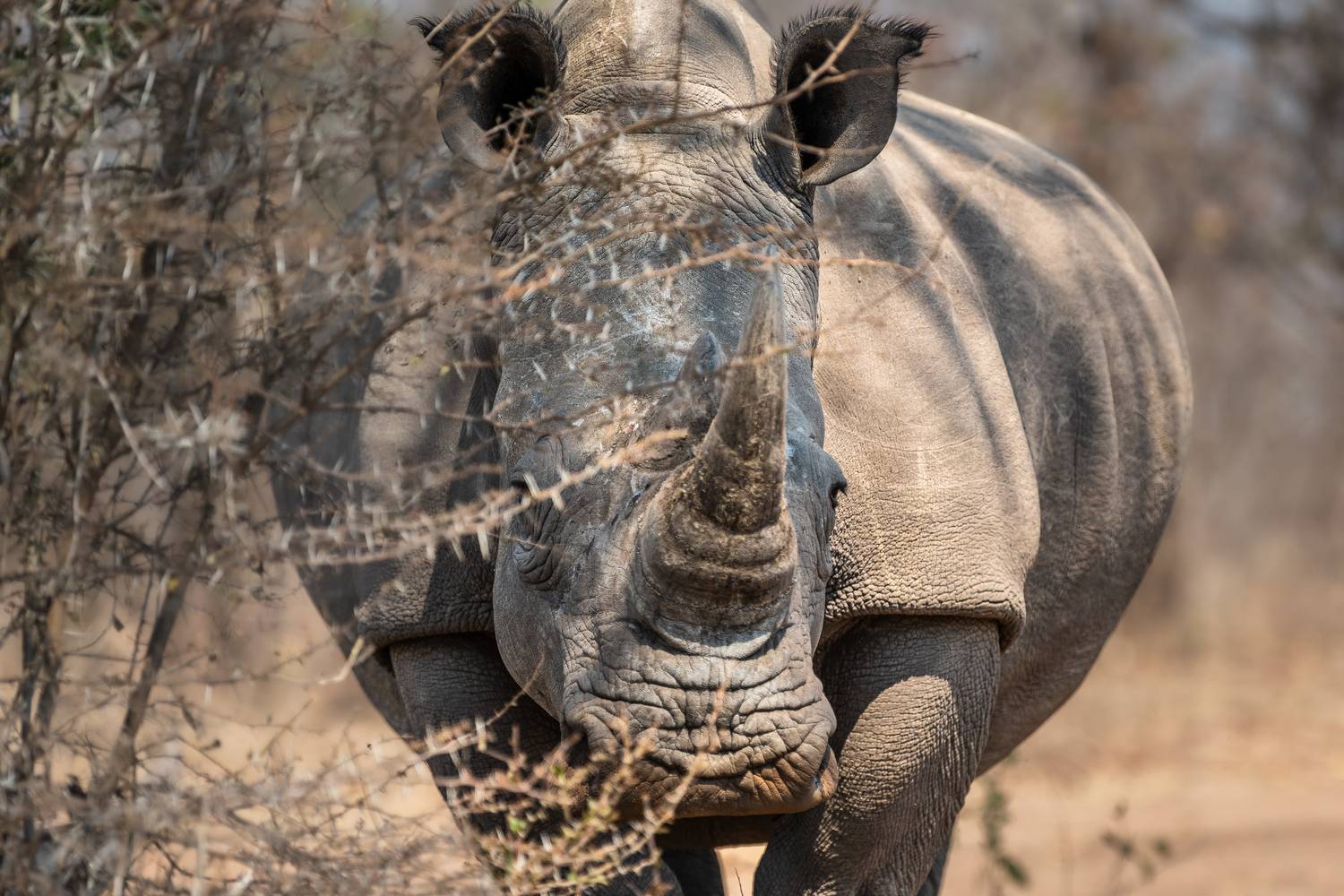 , Николаев Дмитрий