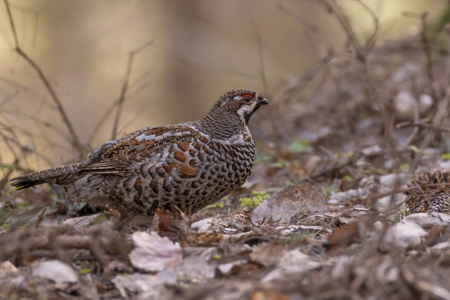 рябчик, птицы, Ruslan Pl