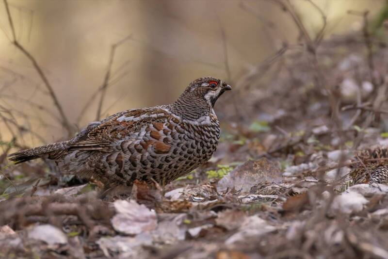 рябчик, птицы  фото превью