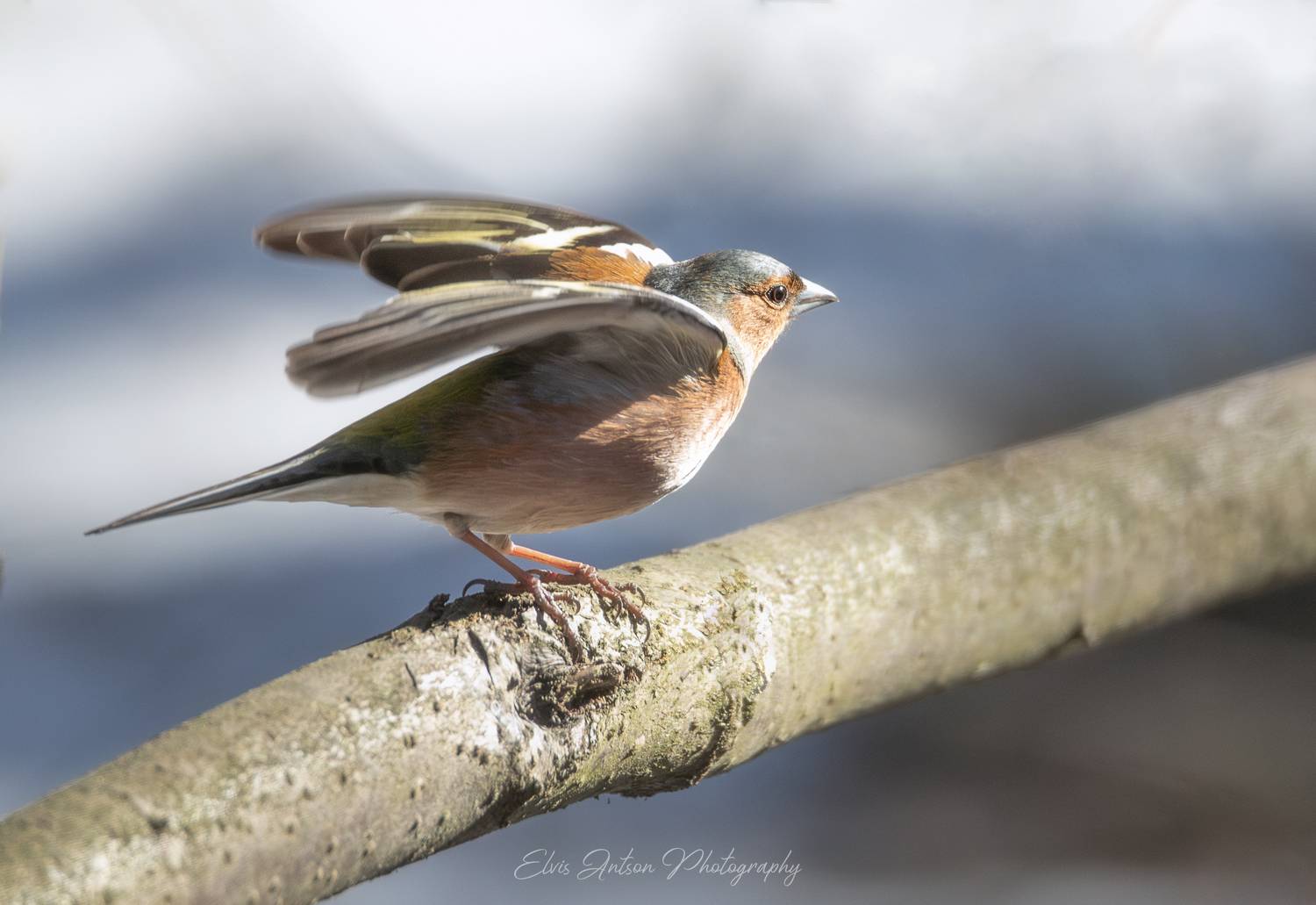 зяблик, весна идёт, птицы костромы, природа костромской области, костромская область, орнитология, птицы возвращаются, birds, birdwatching, elvisantson, Elvis Antson