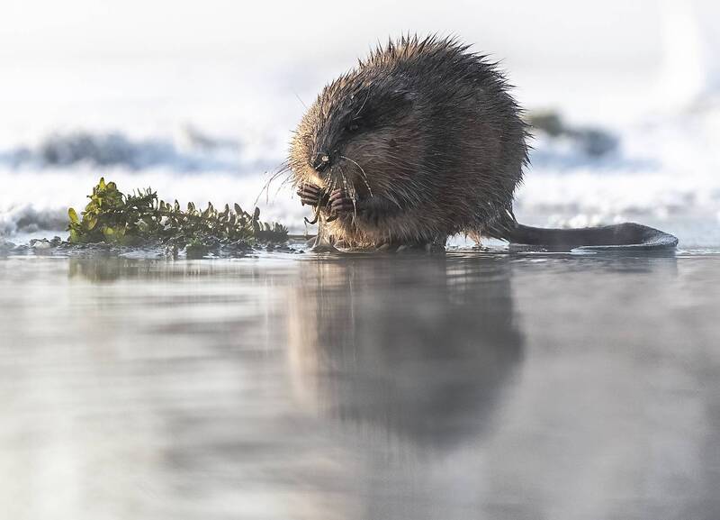 льдина, ондатра, мороз, водоросли Ондатра фото превью