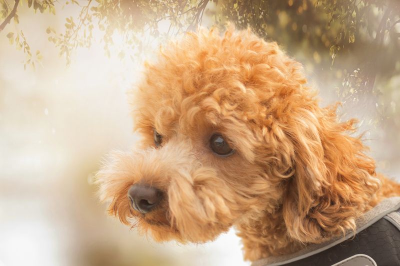 с, 1, апреля! Лауреат Шнобелевской премии. фото превью