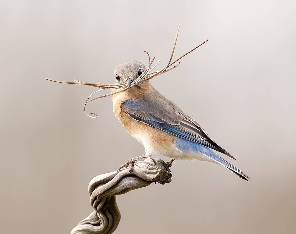 eastern bluebird, bluebird, восточная сиалия, spring time, весна, spring, Etkind Elizabeth