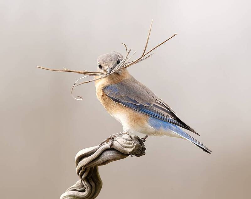 eastern bluebird, bluebird, восточная сиалия, spring time, весна, spring С Международным Днем Птиц - Восточная сиалия фото превью