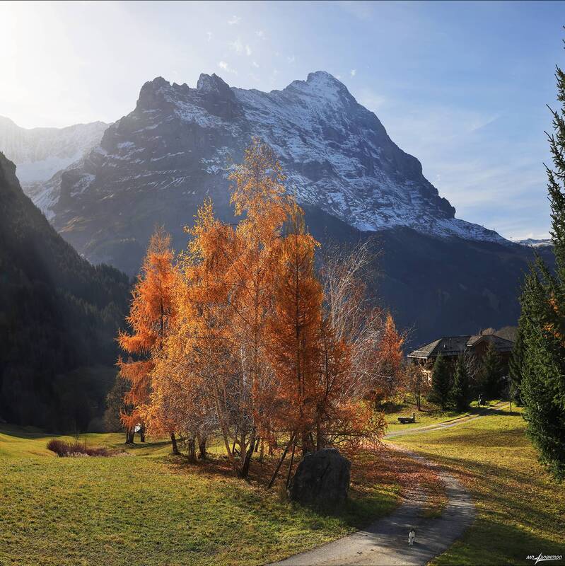 swiss Утро с котиком) фото превью