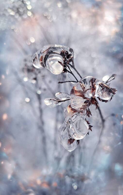 мобильное, фото Февральское макро фото превью