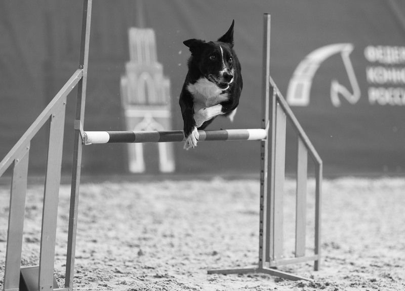 соревнования, аджилити, собака, прыжок, спорт, скорость, dog, sport, competition, movement, jump Прыжок в ритме победы фото превью