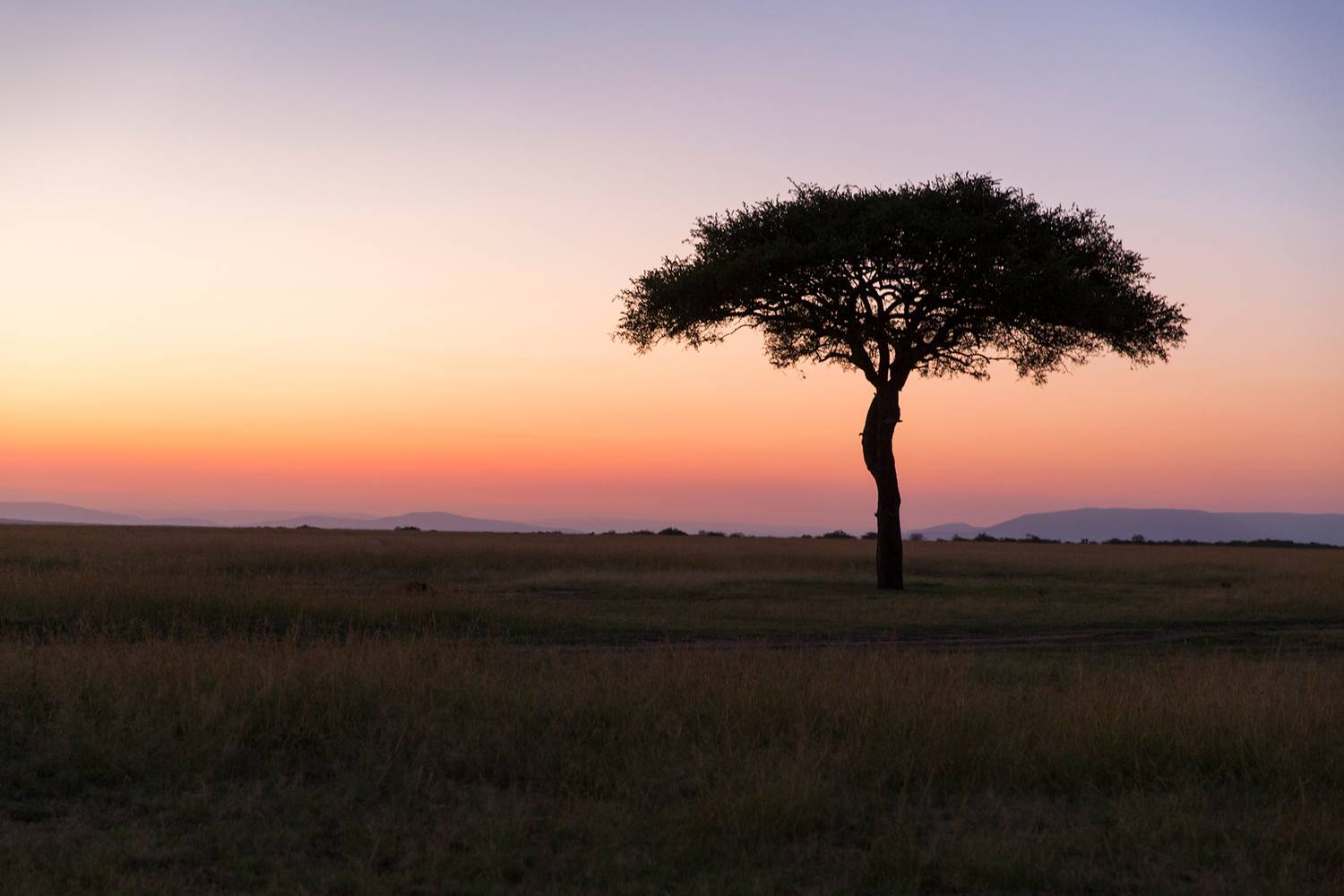 kenya, masai mara, Vorobeychik Vladimir
