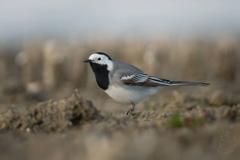 Lens and Feathers фото превью