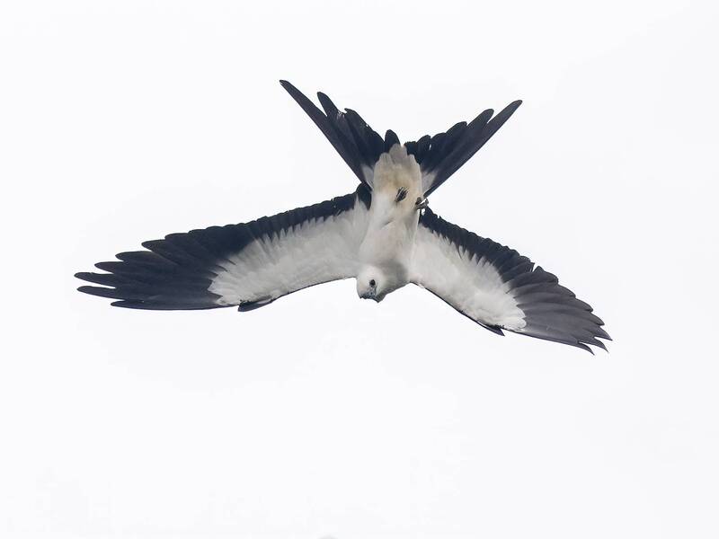 Swallow-tailed Kite фото превью
