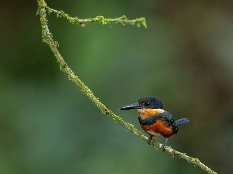 American Pygmy Kingfisher фото превью