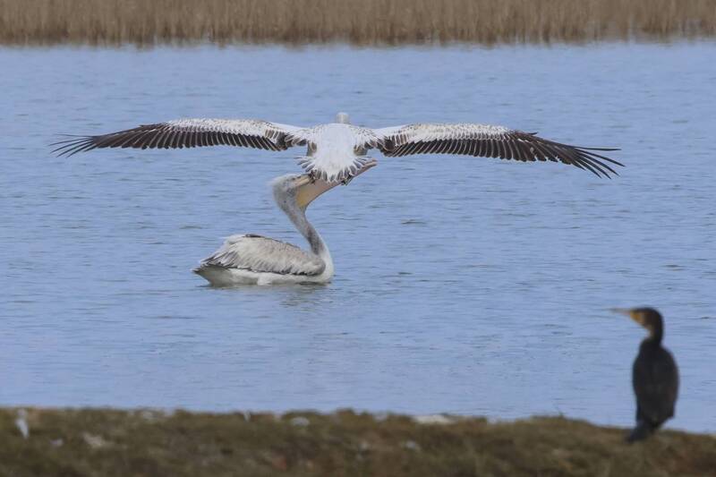 пеликаны, бакланы, озеро турали, дагестан *** фото превью