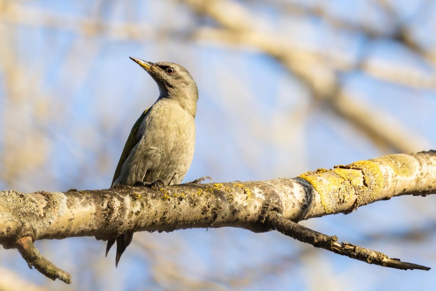 седой дятел, дятел, птицы, Ruslan Pl