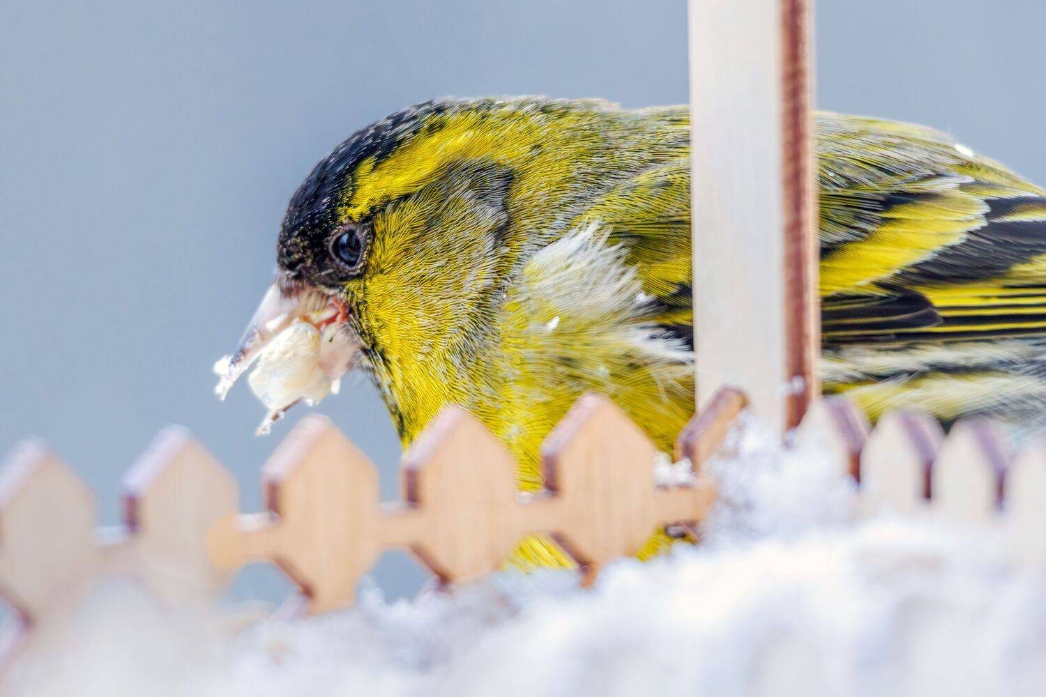 Чиж, Алексей Волков